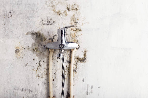 Best Same-Day Mold Removal  in Cowan, TN