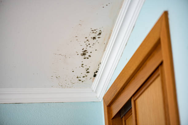 Best Residential Mold Removal  in Cowan, TN