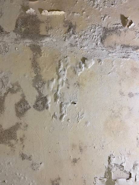 Best Mold Testing  in Cowan, TN
