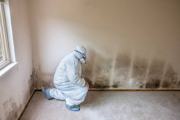 Attic Mold Removal in Cowan, TN