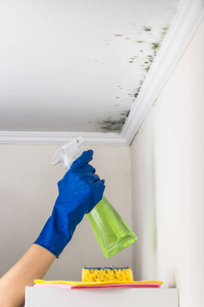 Best Crawl Space Mold Removal  in Cowan, TN