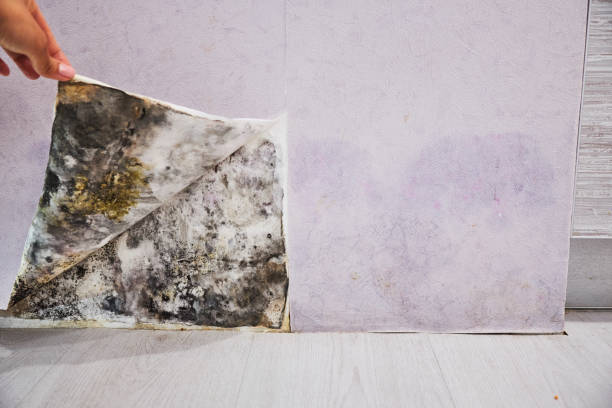 Trusted Cowan, TN Mold Removal Experts